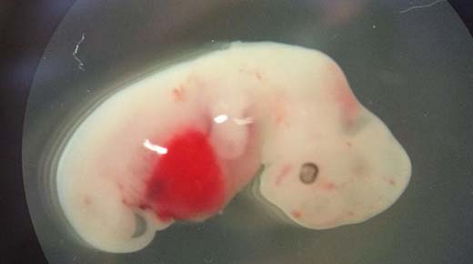 Científicos crearon con exito los primeros híbridos humanos-animales