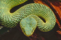 viper bush african wallpapers tree variable leaf common downloads desktop