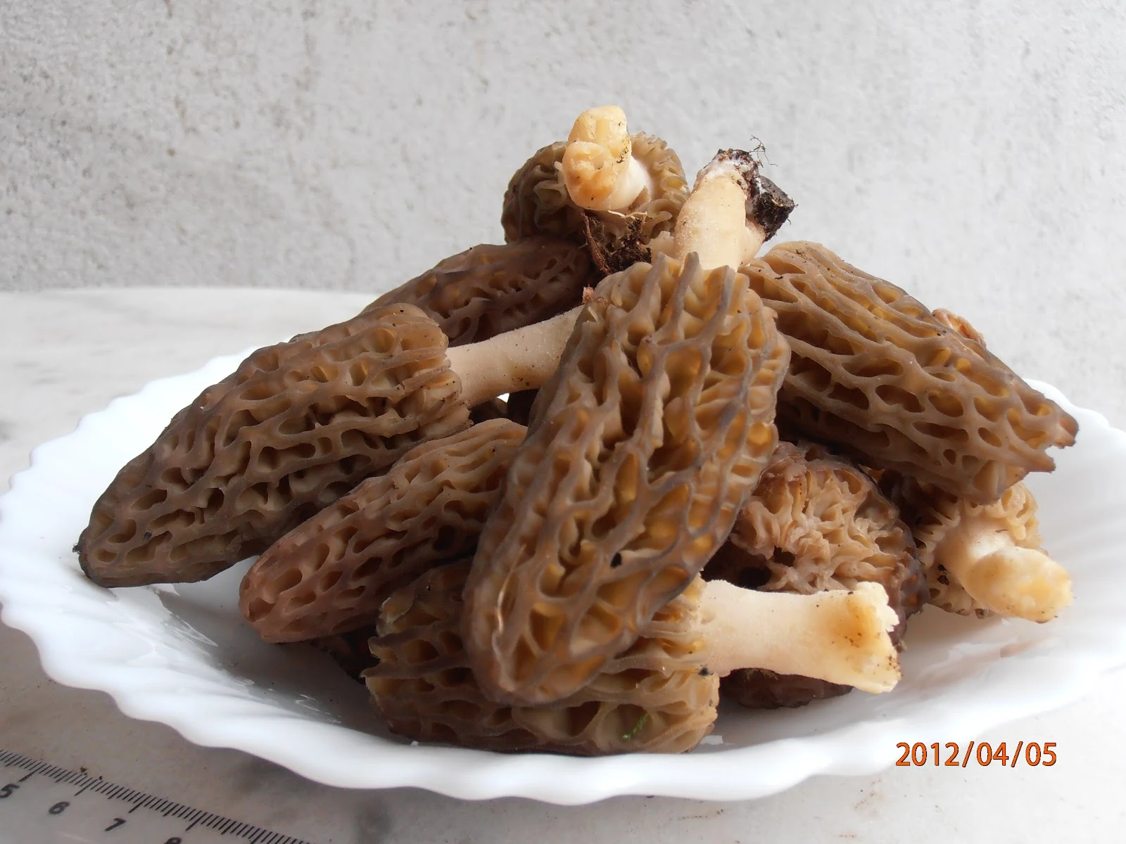 Nouvelle pousse de morilles ! - Terra Morchellarum