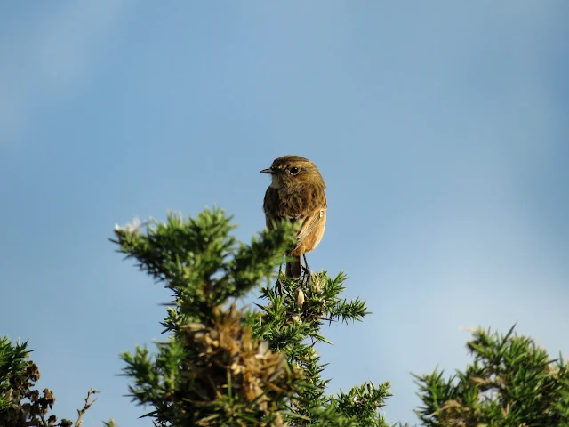 Rogerstown Estuary bird watching: stonechat