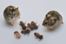 crías de la ardilla rusa crías de la ardilla rusa