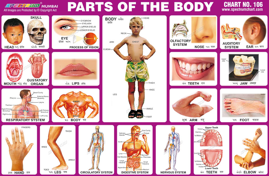 Spectrum Educational Charts: Chart 106 - Parts of the Body