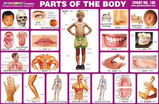 Parts of Body chart contains images of different body parts