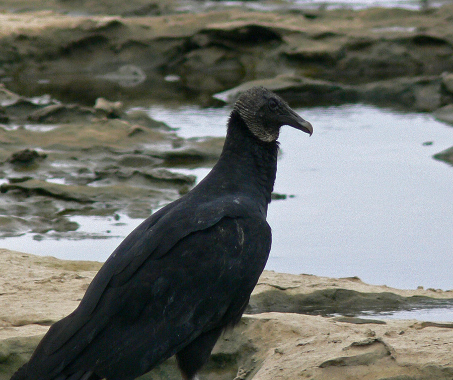 KY Natural Inquirer: Blackbird, Blackbird