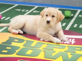 Puppy Bowl 2013 IX MVP