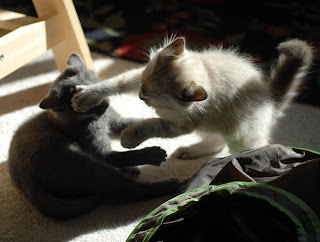 two kittens play fighting