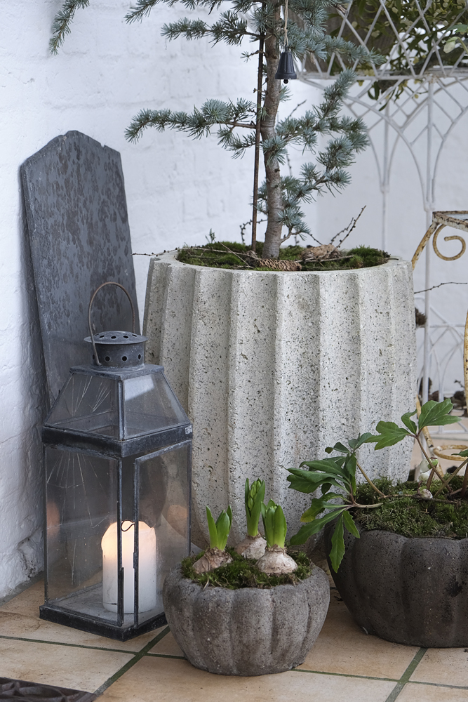 My loving home and garden: 17. december velkommen jul og julensgæster Træer til krukker