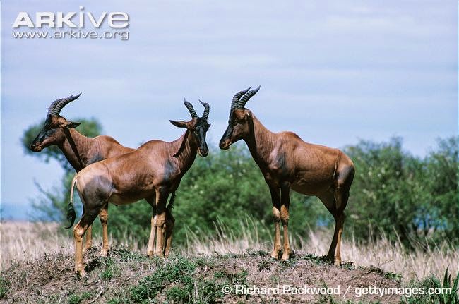 Topi and termites