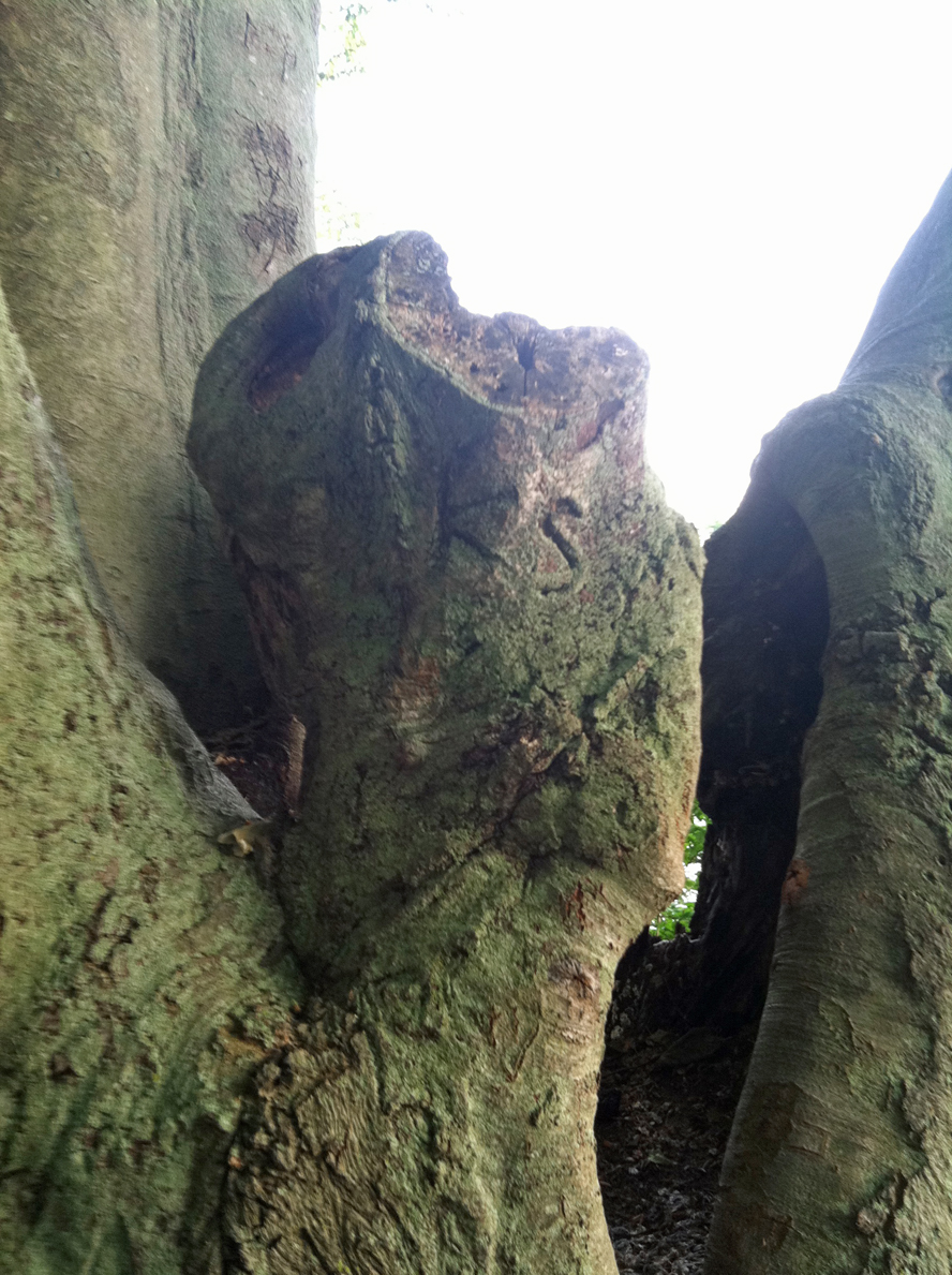 A Long Island Summer In Pictures TREES, I LOVE TREES