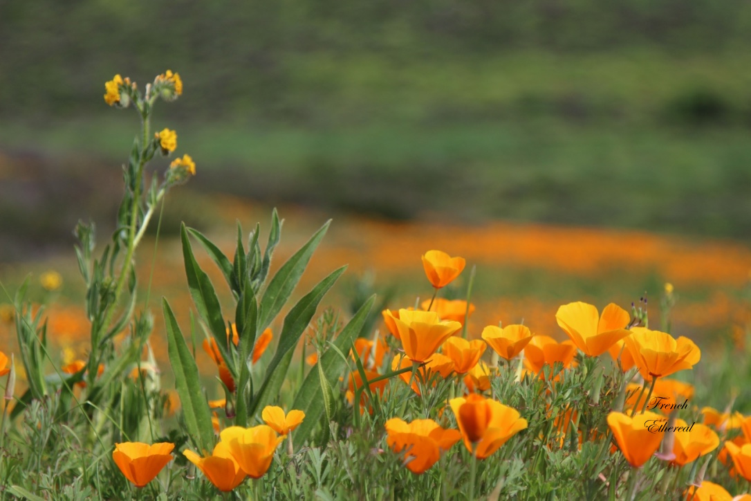 French Ethereal California Gold Massive Flowers in Bloom