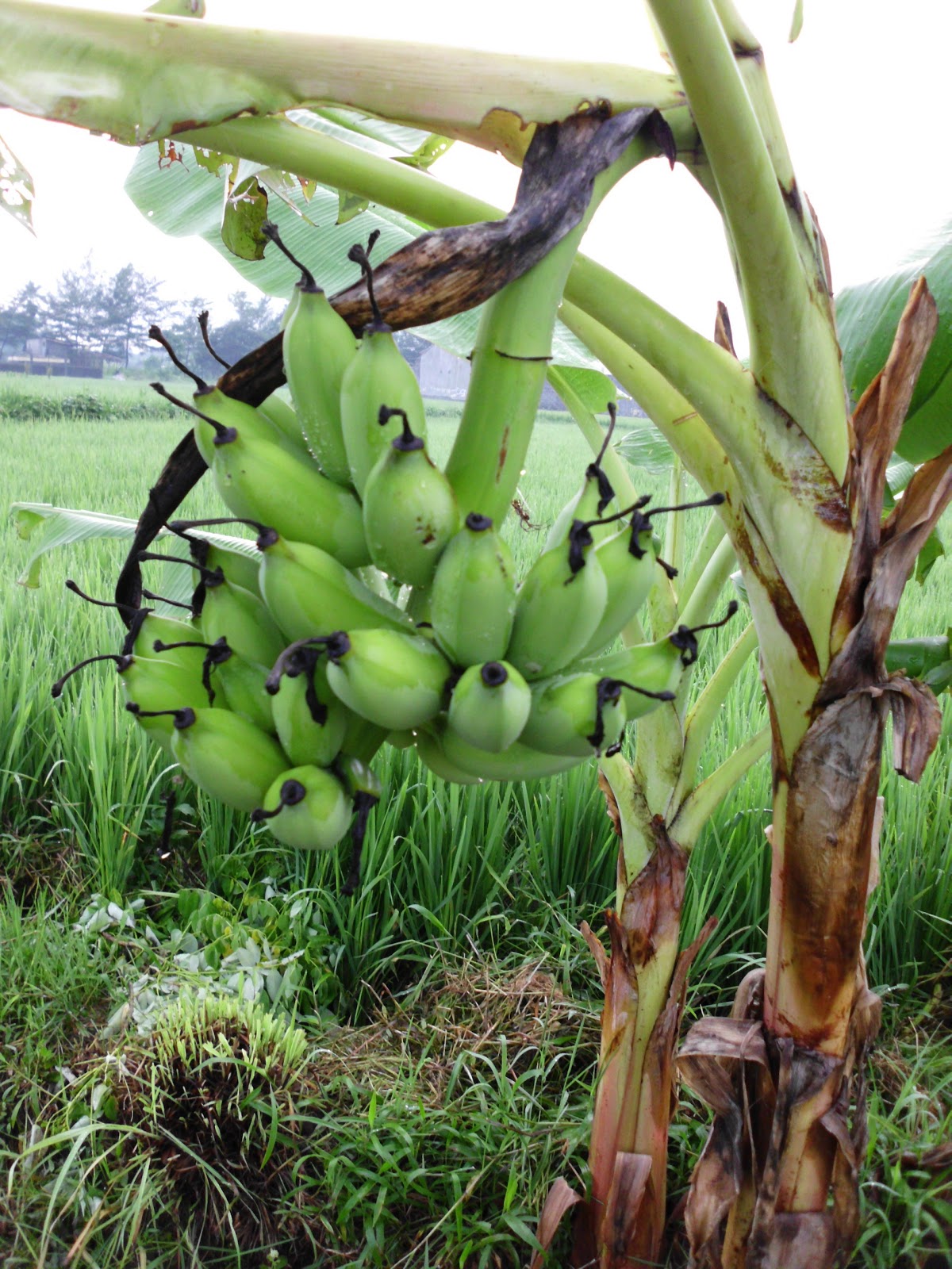 INFO HERBAL (herb information): 10 Manfaat pisang bagi kesehatan tubuh