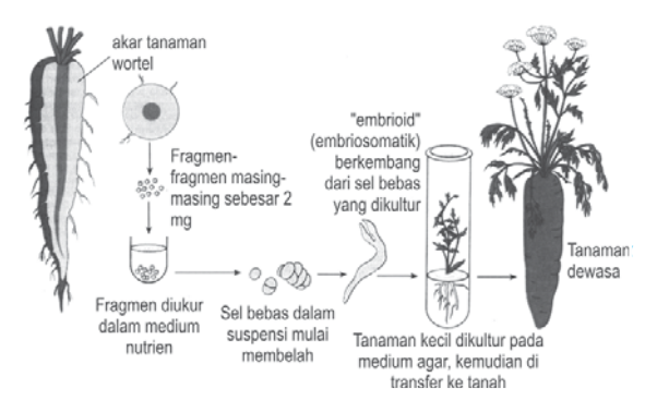 Langkah-langkah kultur Jaringan Langkah-langkah kultur Jaringan
