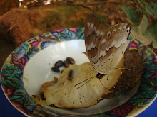 Mariposas de Puerto Rico