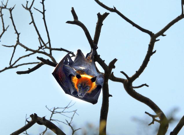 Li Xiaojun in India -- Chinese in India: Fox Bat Indian Flying fox