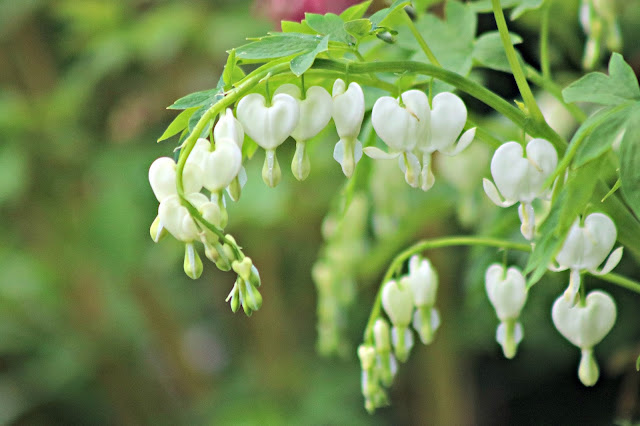 white bleeding hearts