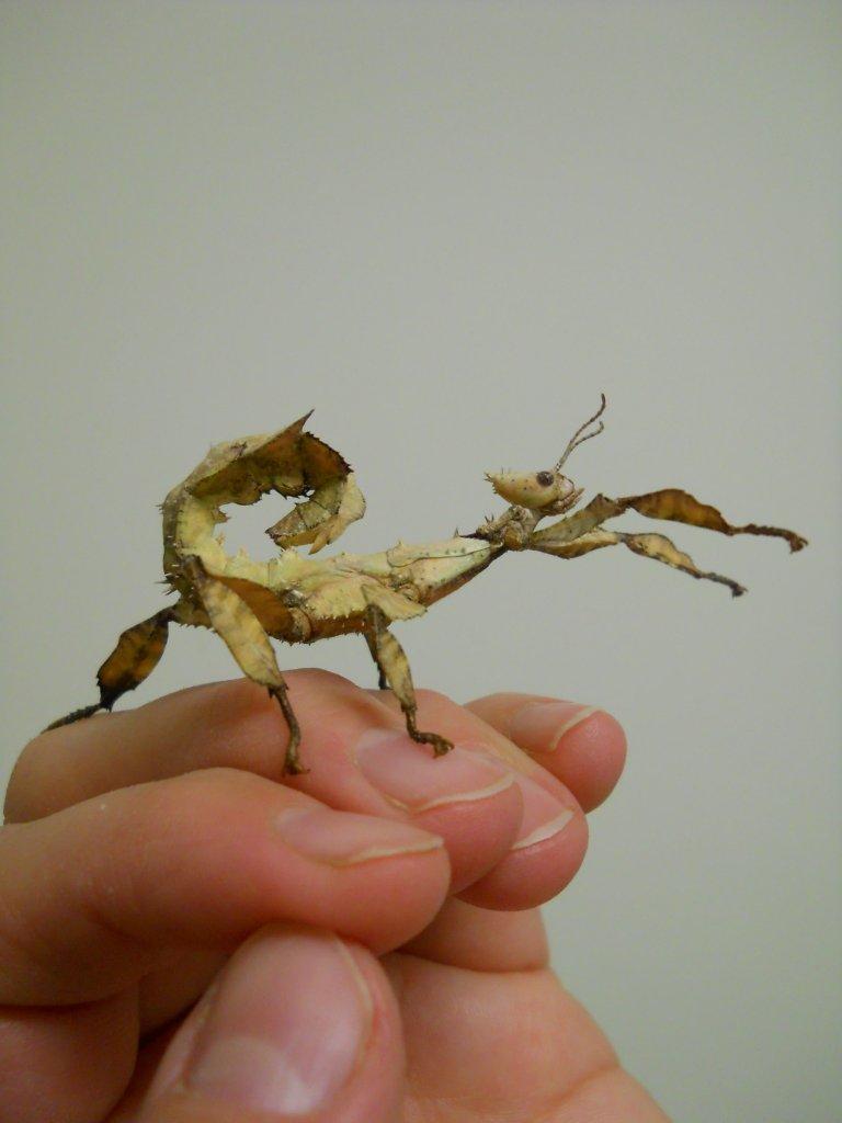 Flowers and Weeds Spiny Leaf Insects Eggs