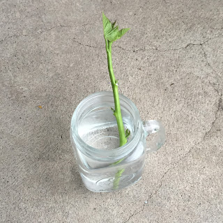 BumbleDo: How to propagate Sweet Potato Vine