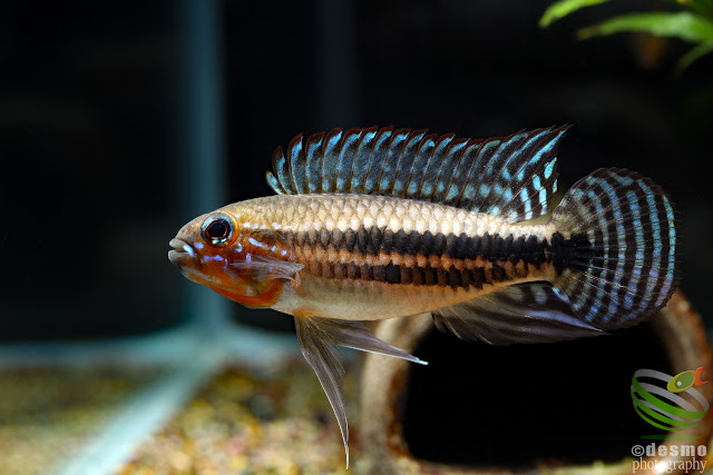 Apistogramma sp. miua