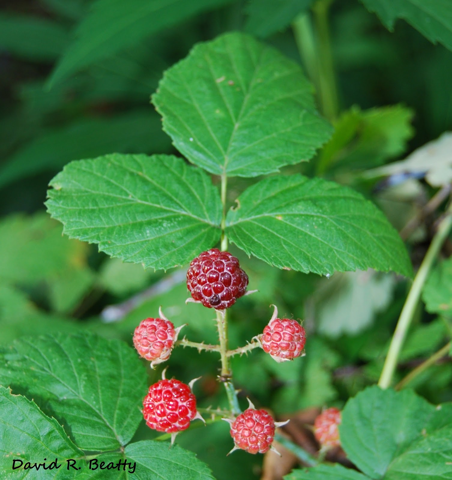 Herbal Remedies at Home MEDICINAL USES OF WILD BERRIES