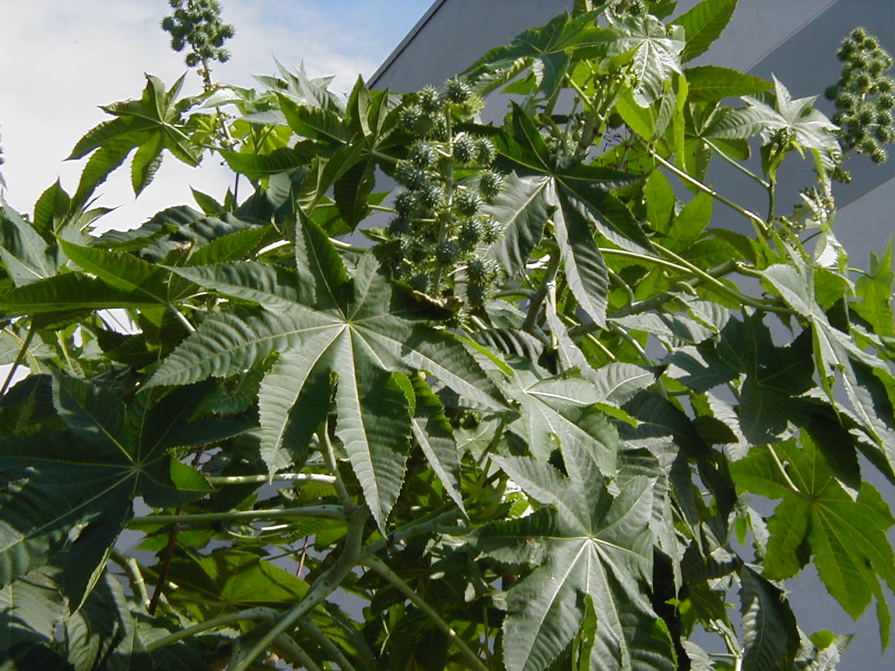 Plantas medicinales | Higuereta (Ricinus communis L) Plantas medicinales | Higuereta (Ricinus communis L)