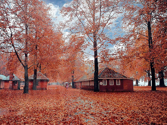 Kashmir autumn wallpaper fall leaves colors