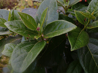 Viburnum macrophyllum Autumn Magic Green Fingered Blog