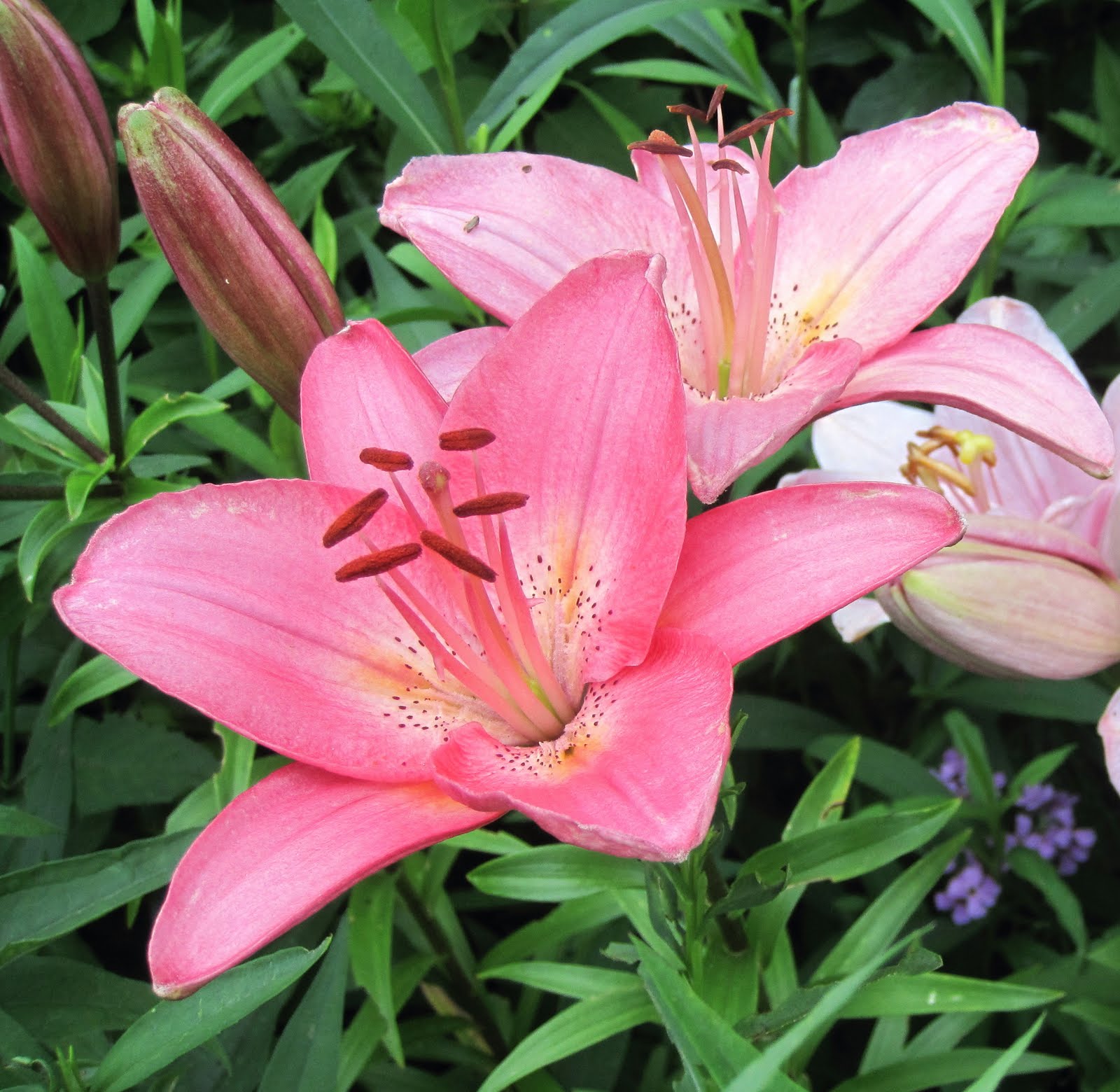 Franklin County Pa Gardeners Liliums The True Lilies