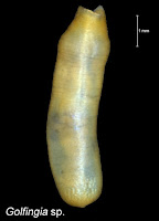 The juvenile peanut worm with its introvert retracted has a peanut shape.
