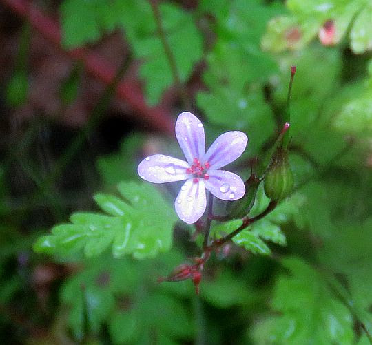 Bodziszek cuchnący (Geranium robertianum). Bodziszek cuchnący (Geranium robertianum).