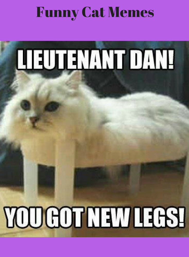 Funny Cat Memes That Will Make You Laugh Out Loud.