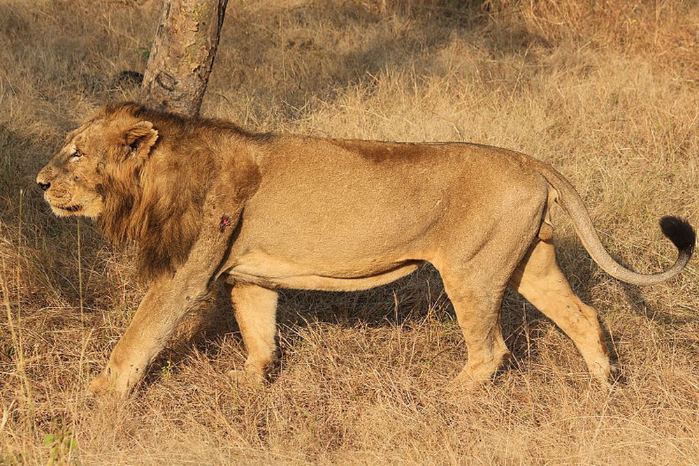 Asiatic Lion in India