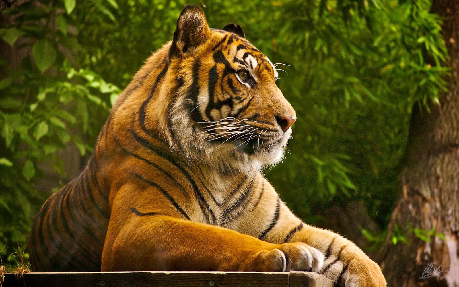 Tiger خلفيات النمر