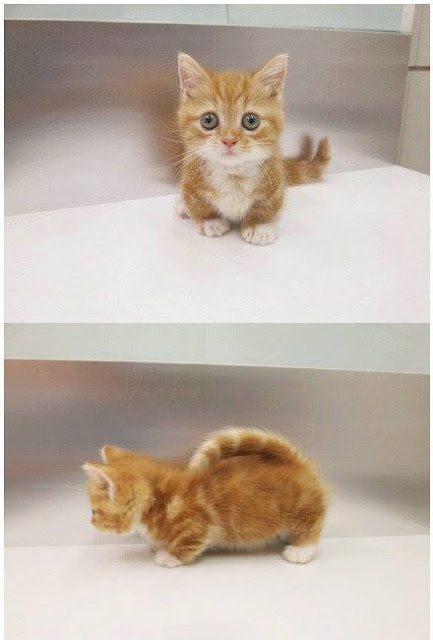 Ini Dia Keimutan Kucing Berkaki Pendek, Simak Ulasannya! Ini Dia Keimutan Kucing Berkaki Pendek, Simak Ulasannya!