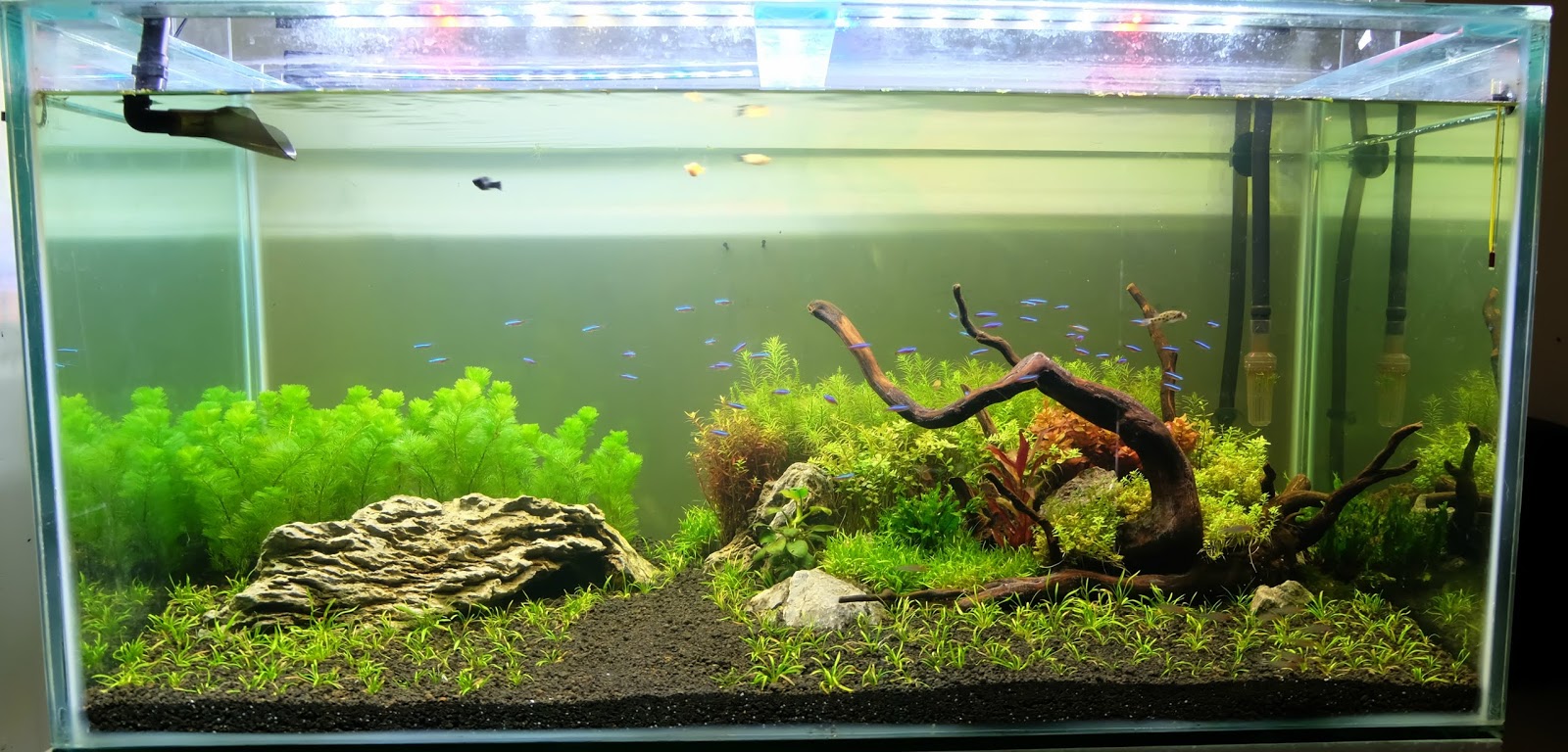 Tips Dan Langkah Membuat Aquascape Untuk Pemula Daily Life A Mom
