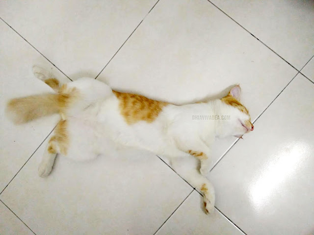 Pengalaman Rawat Kucing Sporo Kat Rumah 3