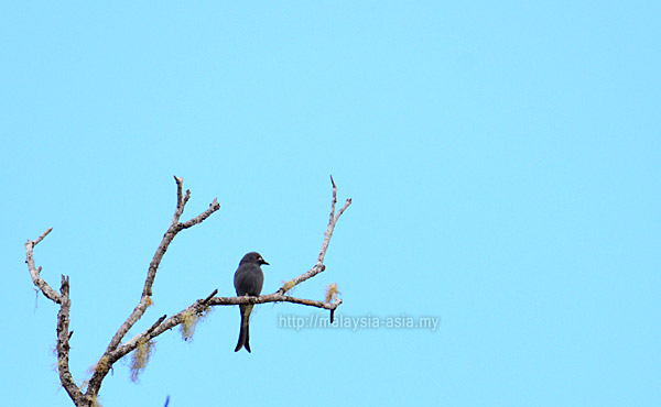 Bakelalan Bird Watching Trip Report Ashy Drongo Bakelalan