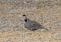 California Quail California Quail