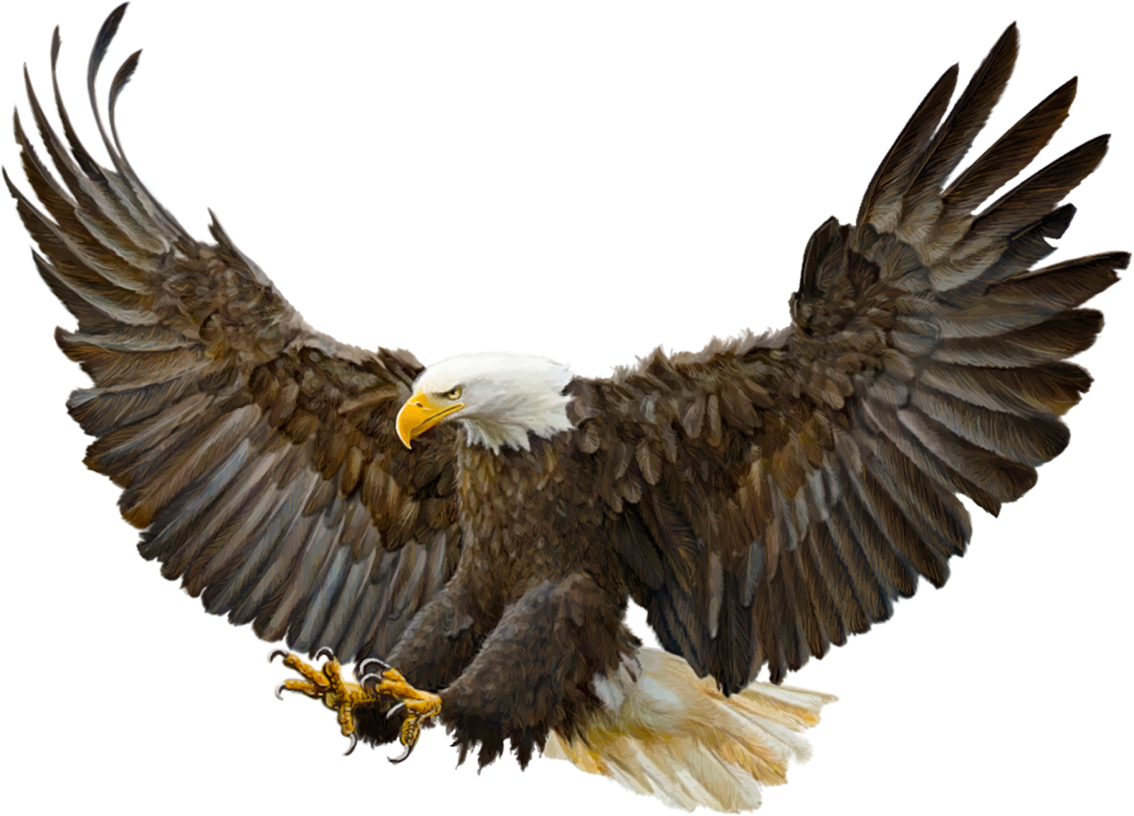 Imagens PNG Águias (Eagles PNG) | Imagens para photoshop