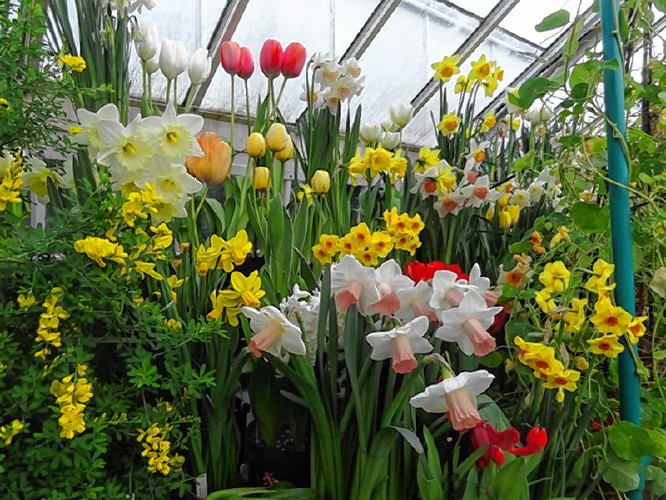 Forcing Bulbs A Howto Guide