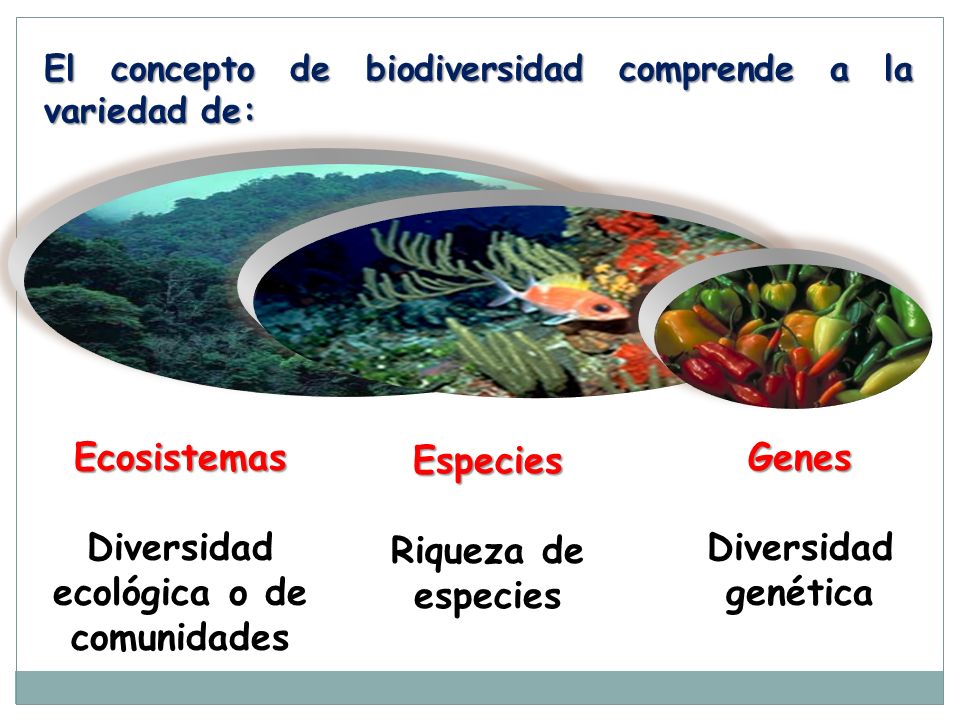 Biodiversidad De Los Ecosistemas Y Desarrollo Sostenible Iberdrola My