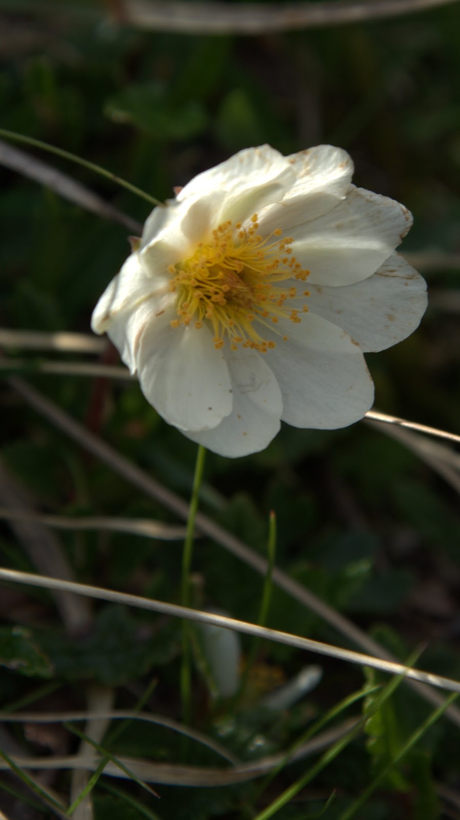 Flugblatt Weiße Rose 6 Alpenblumen: Weisse Silberwurz - Dryas octopetala