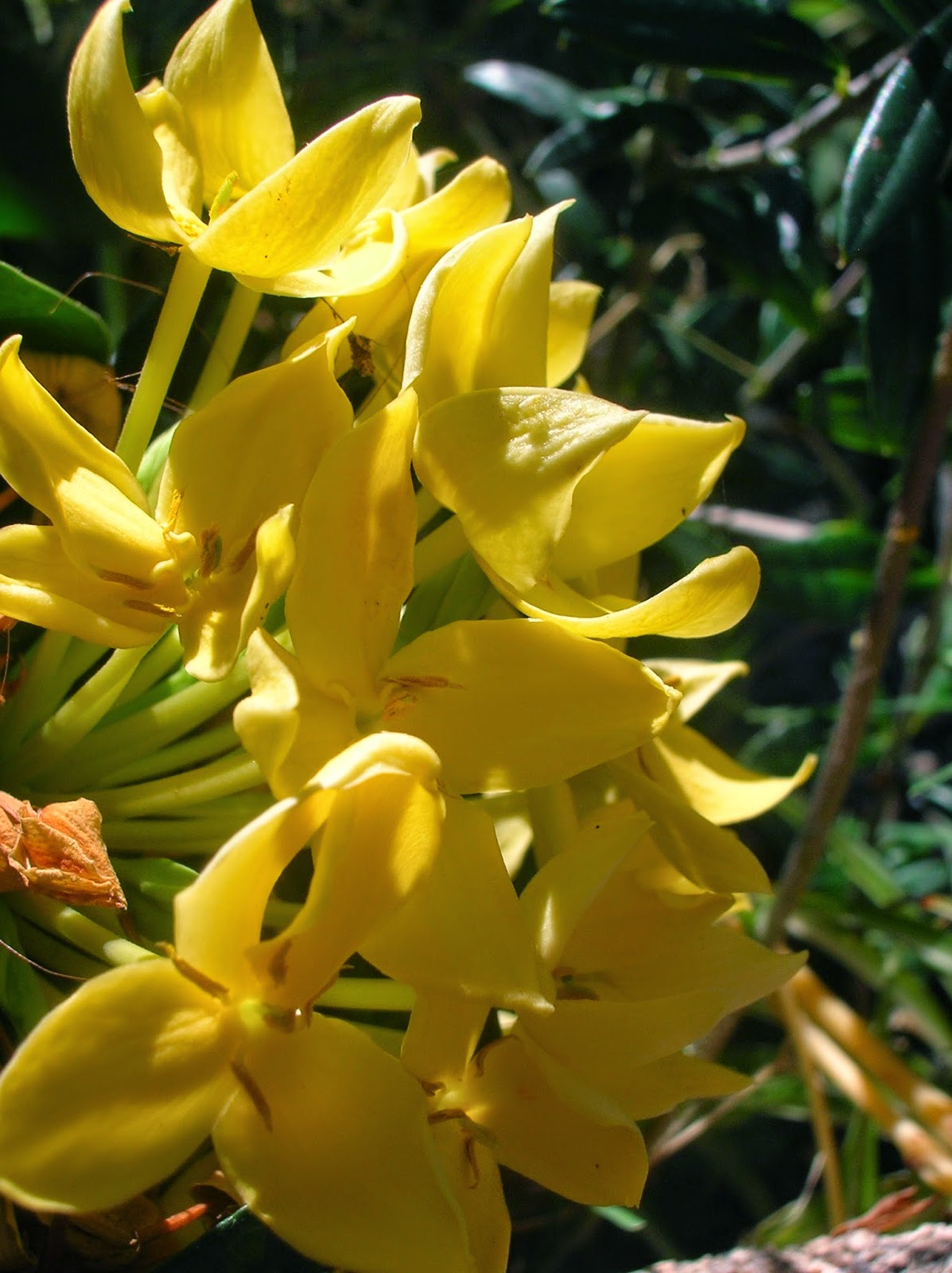 Recregarden IXORA "MAUI YELLOW"