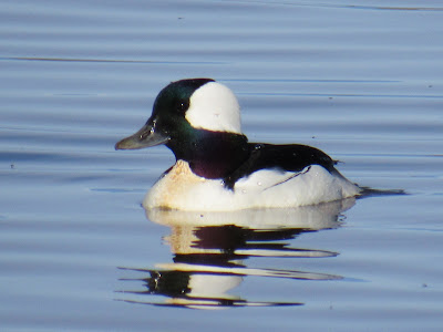 Sacramento National Wildlife Refuge California