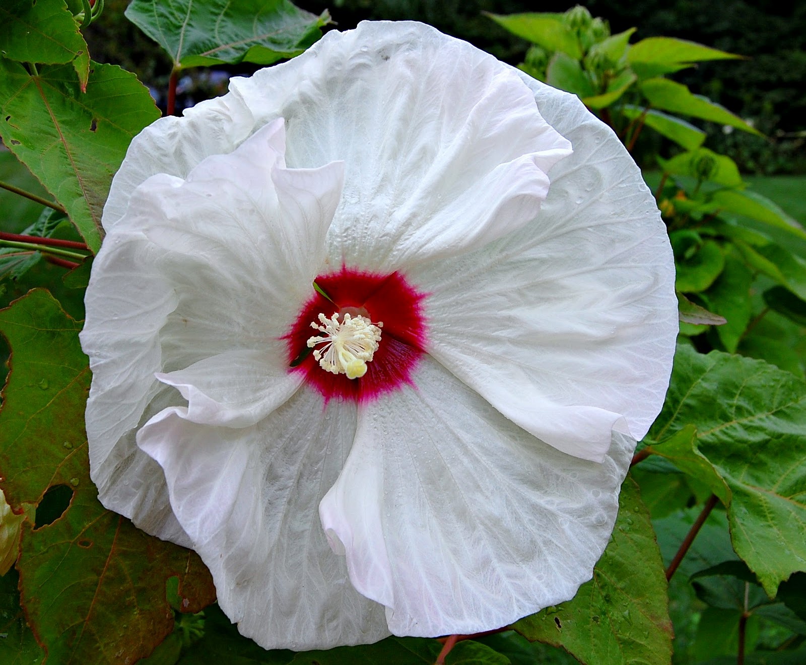 Serenity Cove Michigan Flowers