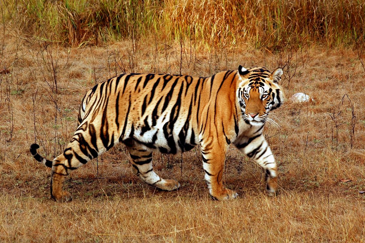 Tiger The Most Dangerous Wildlife In The World Wildlife Of World tiger-the-most-dangerous-wildlife-in-the-world-wildlife-of-world