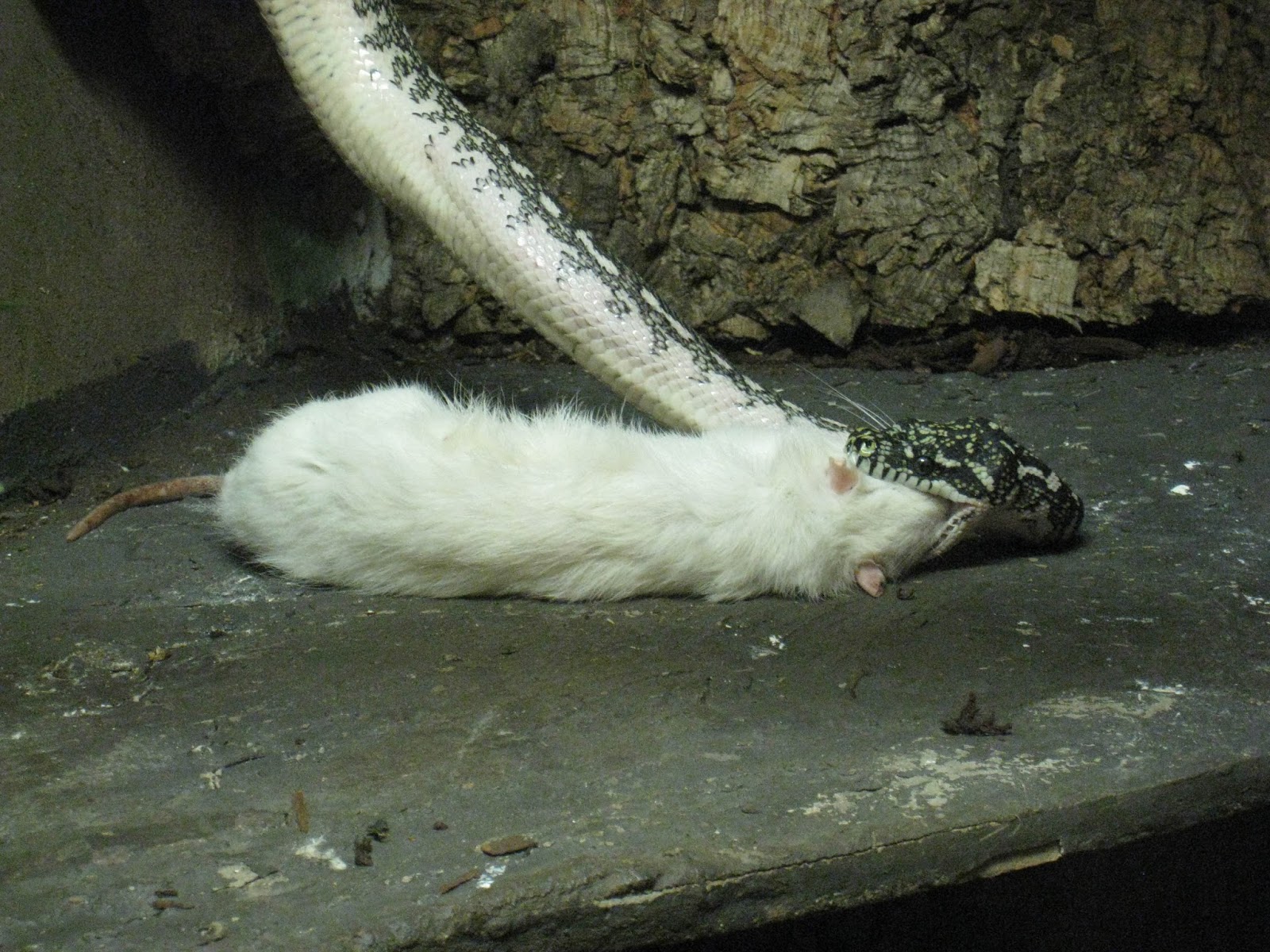 Photo Archives Feeding timeOslo Reptile Park