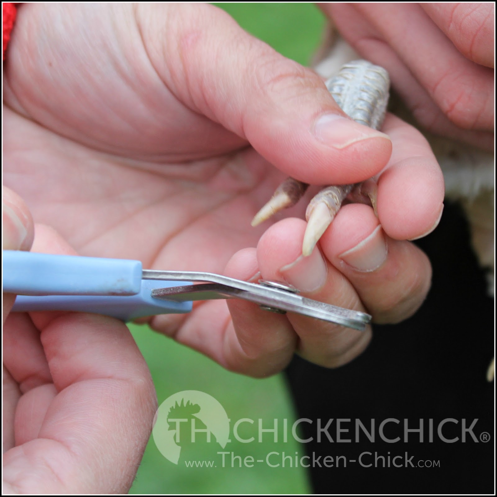 The Chicken Chick® When & How to Trim a Chicken's Nails & Rooster's Spurs