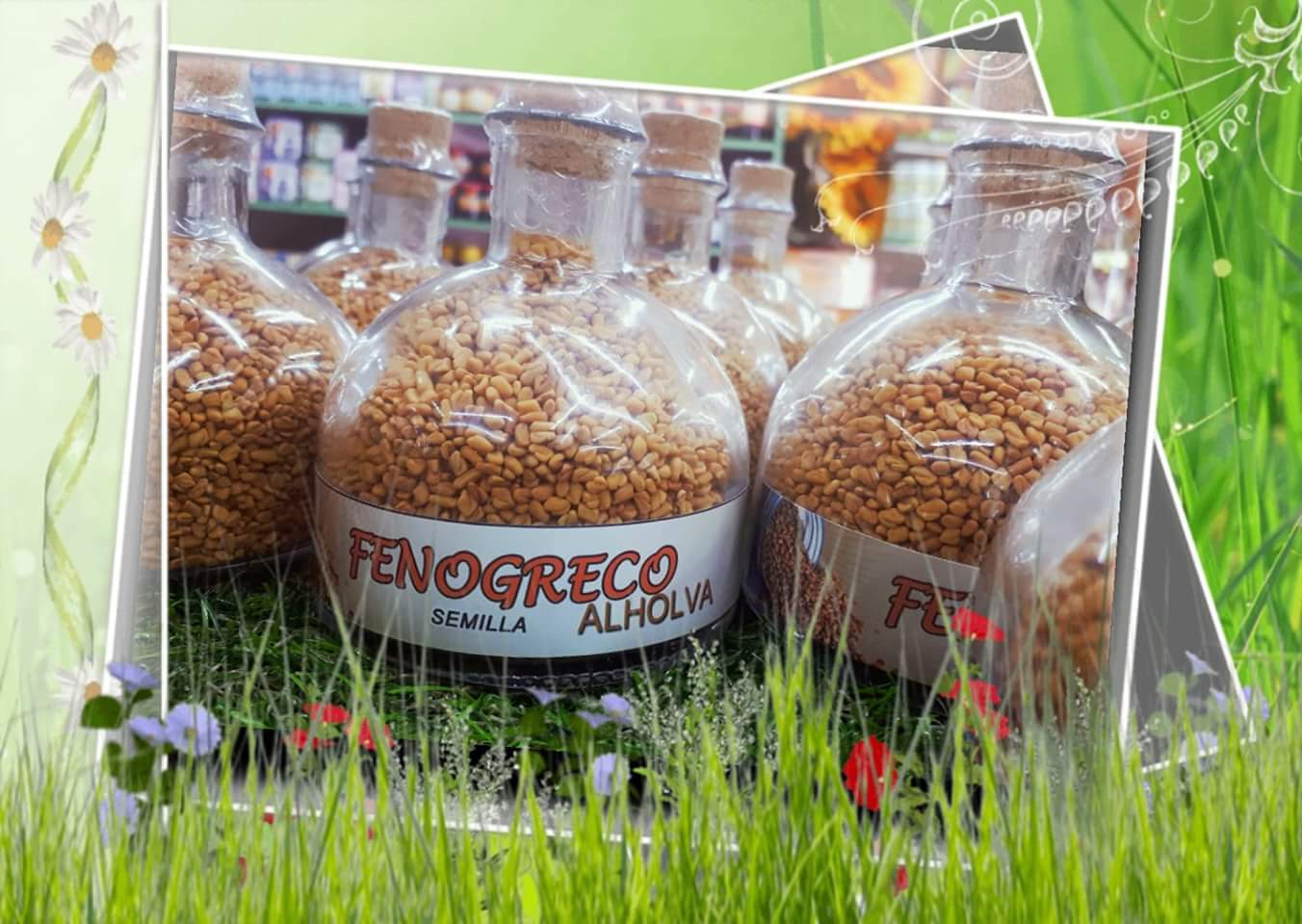 donde se puede comprar el fenogreco