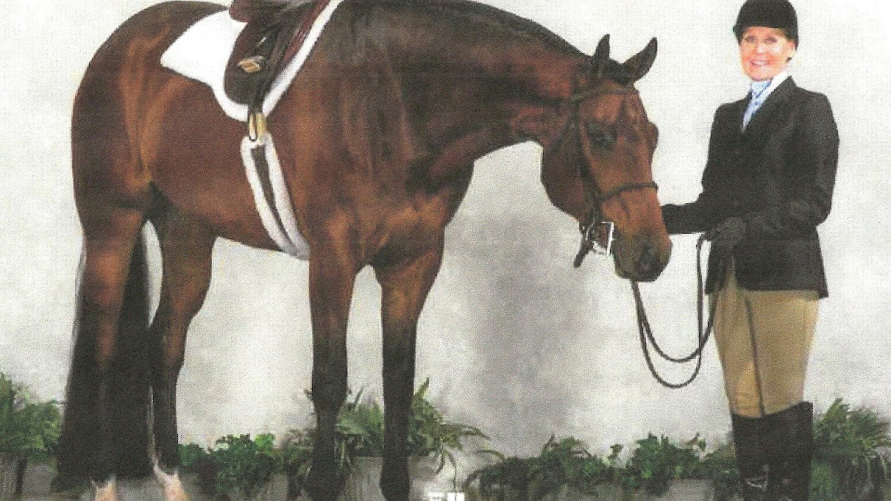 Speed Horses For Sale In Michigan Horse Choices