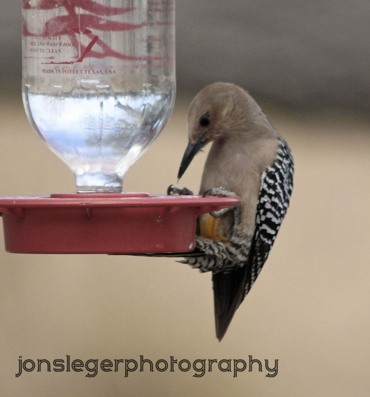 Northern Illinois Birder: Gila woodpecker vs. Hummingbird Feeder, San